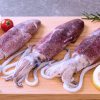 Squid  Fresh with the best quality