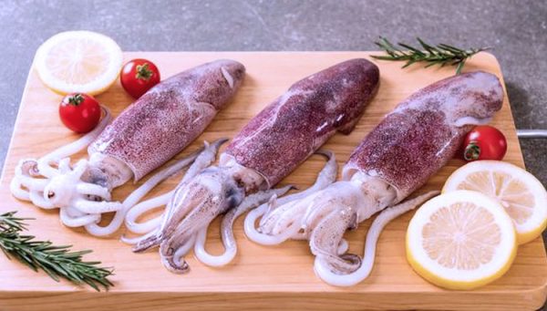 Squid  Fresh with the best quality