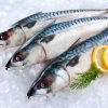 Mackerel Fresh with the best quality.