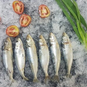 Indian Oil Sardine Fresh with the best quality