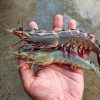 Shrimp Fresh with the best quality
